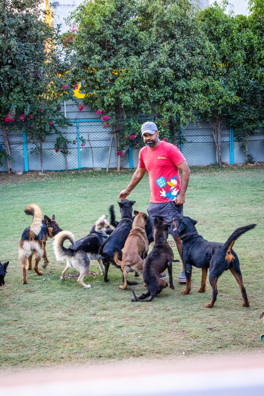 Dog Boarding & Hostel - Photo 41